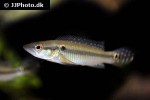 saxatilia brasiliensis saxatilia brasiliensis