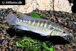 saxatilia lepidota saxatilia lepidota