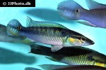 saxatilia proteus saxatilia proteus