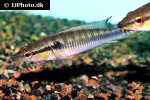 saxatilia proteus saxatilia proteus