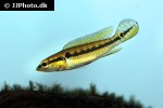 saxatilia saxatilis saxatilia saxatilis