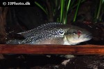 saxatilia saxatilis saxatilia saxatilis