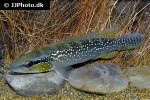 saxatilia saxatilis saxatilia saxatilis