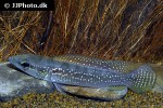 saxatilia saxatilis saxatilia saxatilis