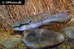saxatilia saxatilis saxatilia saxatilis