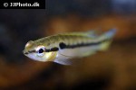 saxatilia saxatilis saxatilia saxatilis