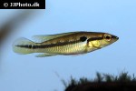 saxatilia saxatilis saxatilia saxatilis