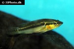 saxatilia saxatilis saxatilia saxatilis
