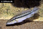saxatilia saxatilis saxatilia saxatilis