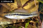saxatilia saxatilis saxatilia saxatilis