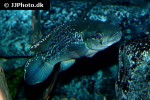 saxatilia saxatilis saxatilia saxatilis