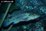 saxatilia saxatilis saxatilia saxatilis