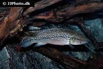 saxatilia saxatilis saxatilia saxatilis