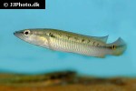 saxatilia sveni saxatilia sveni