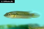 saxatilia sveni saxatilia sveni