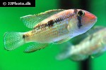 tahuantinsuyoa macantzatza tahuantinsuyoa macantzatza