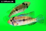 tahuantinsuyoa macantzatza tahuantinsuyoa macantzatza