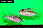 tahuantinsuyoa macantzatza tahuantinsuyoa macantzatza