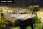 tahuantinsuyoa macantzatza tahuantinsuyoa macantzatza