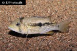 tahuantinsuyoa macantzatza tahuantinsuyoa macantzatza