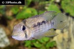 tahuantinsuyoa macantzatza tahuantinsuyoa macantzatza