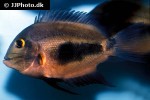 uaru amphiacanthoides uaru amphiacanthoides