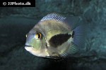 uaru amphiacanthoides uaru amphiacanthoides