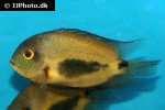uaru amphiacanthoides uaru amphiacanthoides