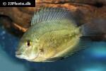 uaru amphiacanthoides uaru amphiacanthoides