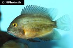 uaru amphiacanthoides uaru amphiacanthoides