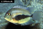 uaru amphiacanthoides uaru amphiacanthoides