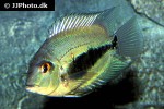 uaru amphiacanthoides uaru amphiacanthoides