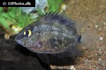 uaru amphiacanthoides uaru amphiacanthoides