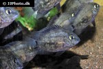 uaru amphiacanthoides uaru amphiacanthoides