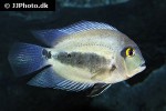 uaru amphiacanthoides uaru amphiacanthoides