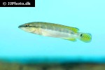wallaciia compressiceps wallaciia compressiceps