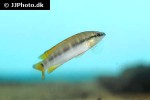 wallaciia compressiceps wallaciia compressiceps