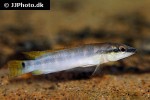 wallaciia compressiceps wallaciia compressiceps