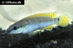 wallaciia compressiceps wallaciia compressiceps