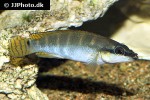 wallaciia compressiceps wallaciia compressiceps