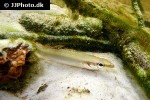 wallaciia notophthalmus wallaciia notophthalmus