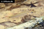 wallaciia notophthalmus wallaciia notophthalmus