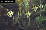 pterophyllum altum pterophyllum altum