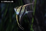 pterophyllum altum pterophyllum altum