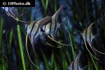 pterophyllum altum pterophyllum altum