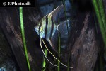 pterophyllum altum pterophyllum altum