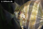pterophyllum altum pterophyllum altum