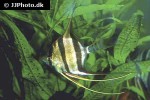 pterophyllum altum pterophyllum altum