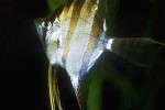 pterophyllum altum pterophyllum altum