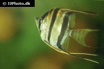 pterophyllum altum pterophyllum altum